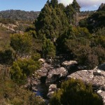 Pencil Pines Western Creek on plateau LG.jpg